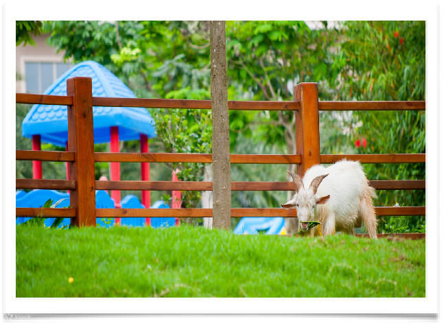 [Shuttle bus directly to Shenzhen Mission Hills] Dongguan Mission Hills Resort Hotel Accommodation Package